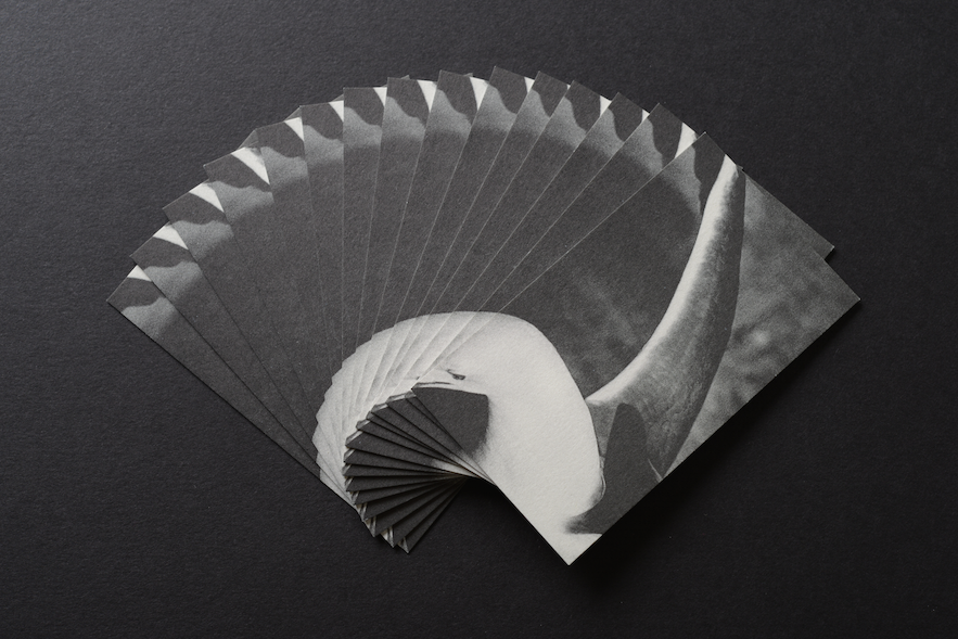 business cards with picture